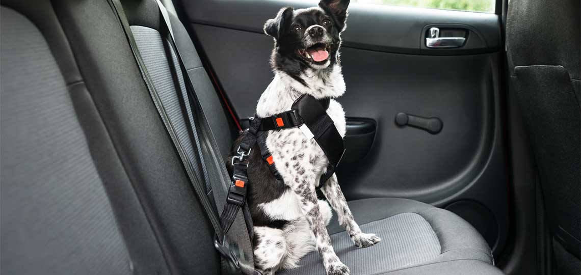 Conseils pour transporter votre animal de compagnie en toute sécurité dans votre voiture